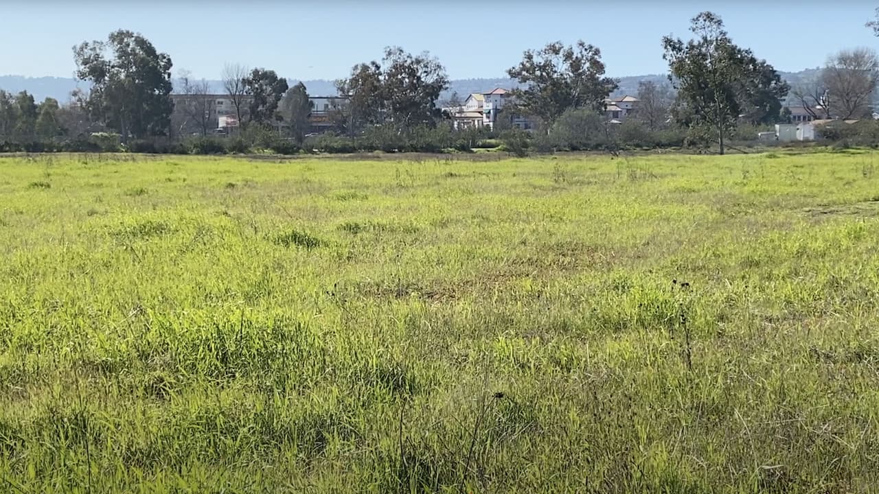 Madrona Marsh