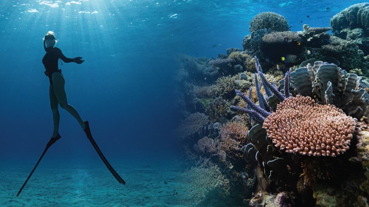 Corals’ Last Stand