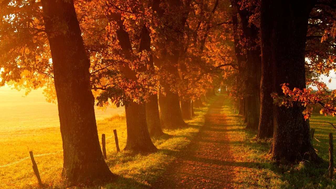 Voir l'automne, une saison en France
