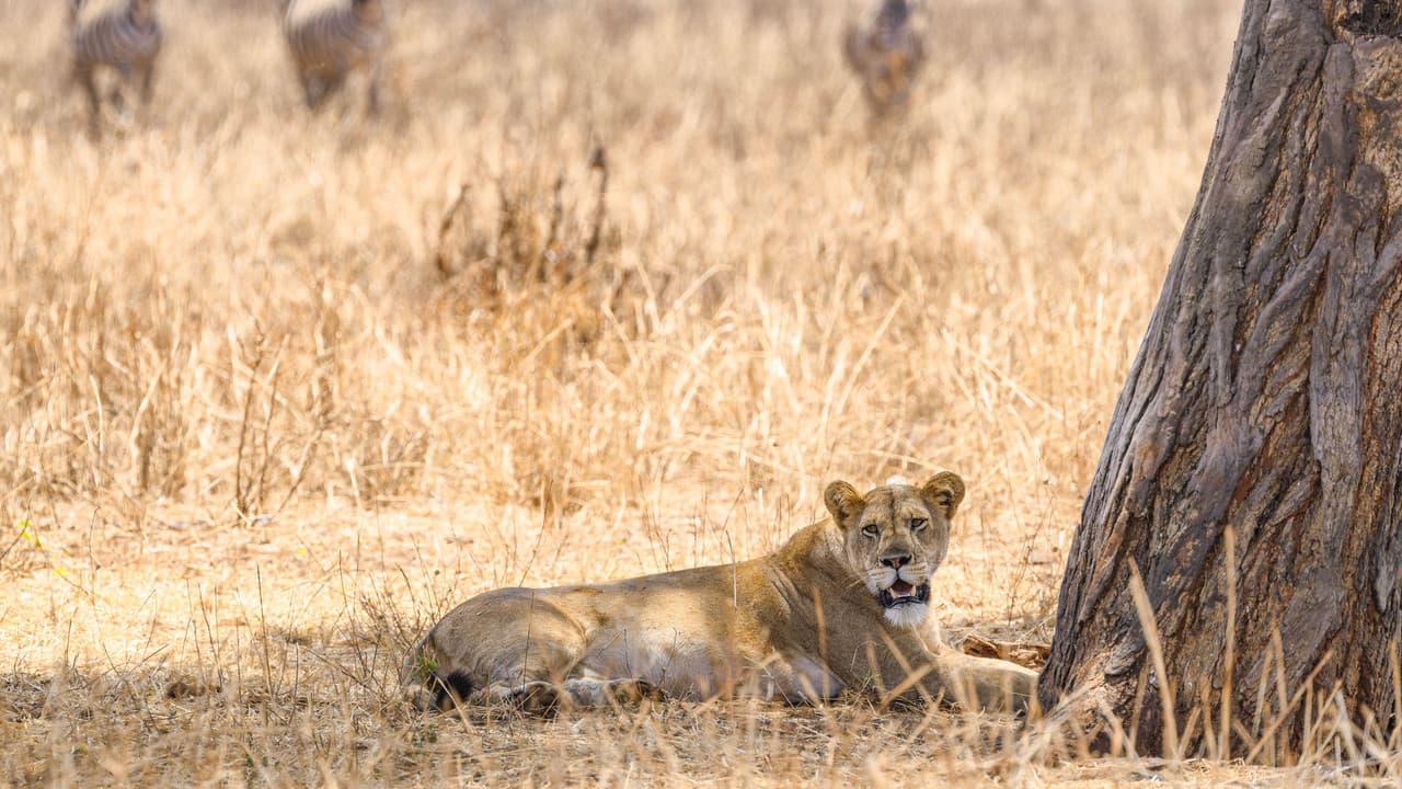 The Last Lions