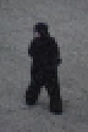 Gorilla Gorilla