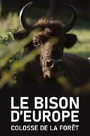 Le Bison d'Europe, colosse de la forêt