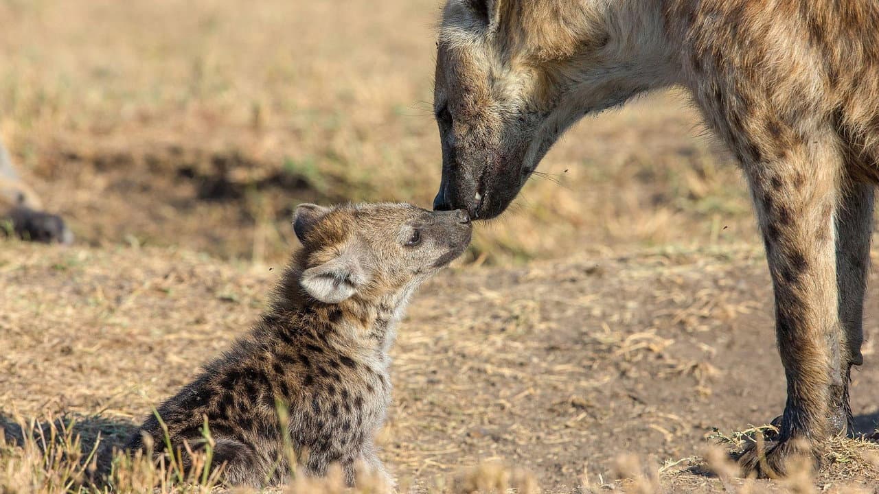 The Hyena Clan